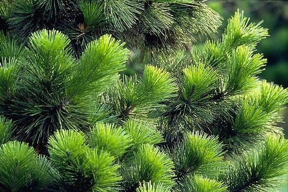 aiguilles pour le traitement de la prostatite